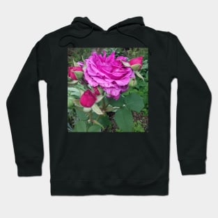 Pink roses photograph Hoodie